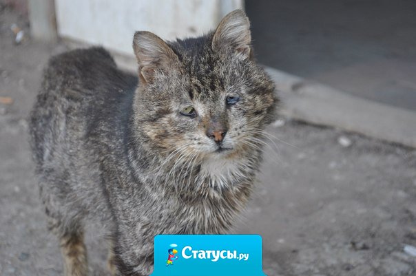 Я хочу чтобы у всех бездомных животных появился дом, где есть тепло, где его ждут.