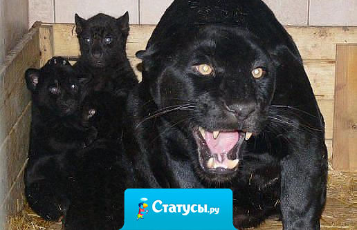 Меня обидят, я может быть стерплю... Моих детей обидят, на куски порву!