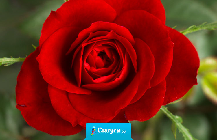 Мама - единственная роза, которая не имеет шипов.