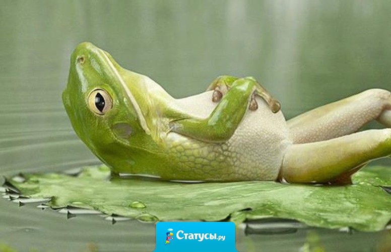 Самые главные в этом мире - Хрен и Жаба . Один всех знает, другая всех душит!