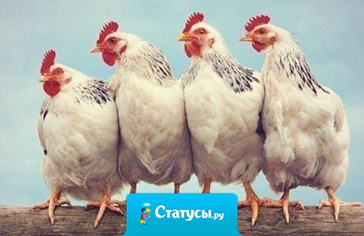 Так выглядит каждая сплетница, которая обсуждает мою жизнь.