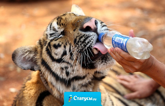 Доброта входит тихо, без стука,  И не требует славы в ответ,  Доброта — слишком ценная штука,  У дешёвых людей её нет…