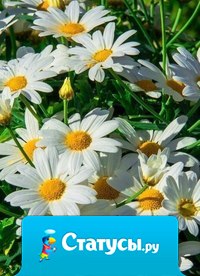 Мне не нужны огромные букеты роз... Подари мне ромашек и я буду счастлива!