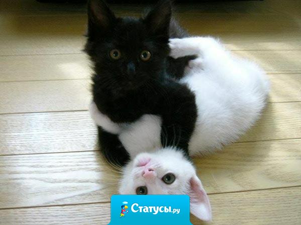 В жизни нет ничего невозможного. Даже черное с белым прекрасно совмещаются и составляют единое целое.