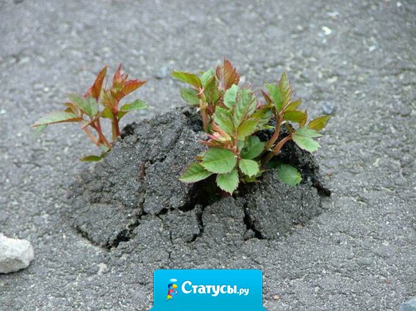 Нет на свете ещё такого холма, вершины которого настойчивость в конце концов не достигнет.