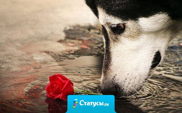 Не называйте при ссорах людей собаками. Собаки, в отличие от людей, знают, что такое верность.