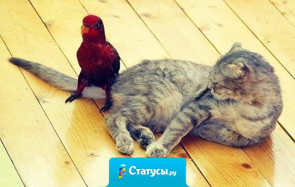 — Вот скажи честно, что ты ко мне испытываешь? — Терпение... Громадное терпение.