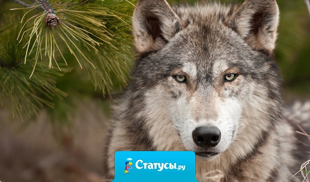 Рождённый волком - собакой не будет. Друзей не предаст и врагов не забудет...