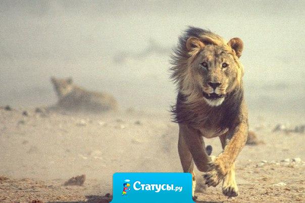 Каждое утро в Африке просыпается газель. Она должна бежать быстрее льва, иначе погибнет. Каждое утро в Африке просыпается и лев. Он должен бежать быстрее газели, иначе умрет от голода. Не важно, кто ты — газель или лев. Когда встает солнце, надо бежать. 