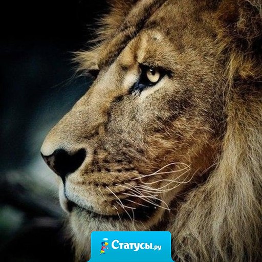 Всё идет своим чередом. Не торопись, будь спокоен: жизнь мудрее нас. Всё идёт так, как должно идти.