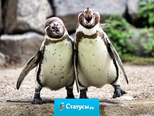 Говоря заранее о планируемом деле, вы лишаете себя силы на его осуществление. Если решили что-то сделать — сделайте это молча.