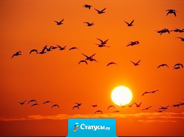 Чтоб узнать, где живет твое сердце, обрати внимание, где бродит твой ум в минуты мечтаний.