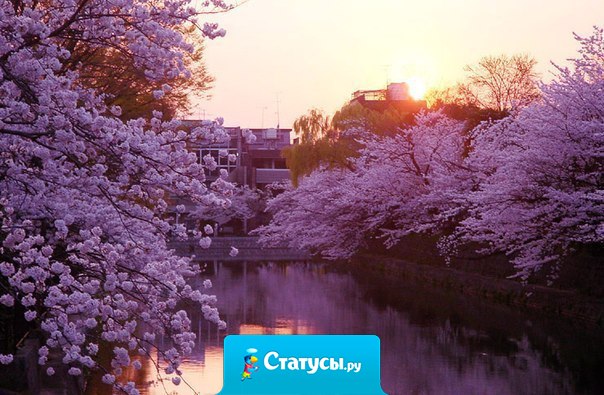 Напейся, и ты будешь счастлив несколько часов; влюбись, и ты будешь счастлив несколько лет; посади сад, и ты будешь счастлив всю жизнь.