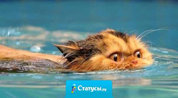 Выживает не самый сильный и не самый умный, а тот, кто лучше всех приспосабливается к изменениям.