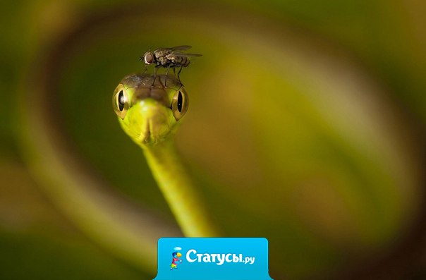 Если друг мой дружит с моим врагом, то мне не следует водиться с другом. Остерегайся сахара, который смешан с ядом, берегись мухи, которая сидела на дохлой змее.