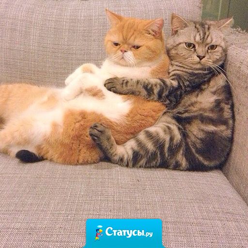 Счастье - это когда есть кого на диванчике поняшкать...