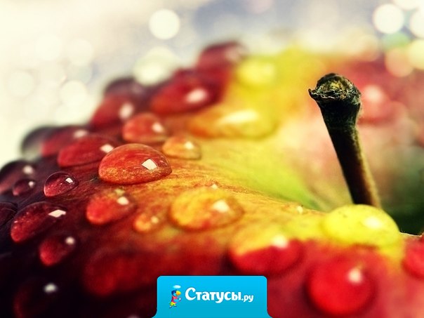 Не тряси зеленую яблоню – когда яблоко созреет, оно упадет само. Все происходит так, как должно быть и в тот момент, когда это нужно.