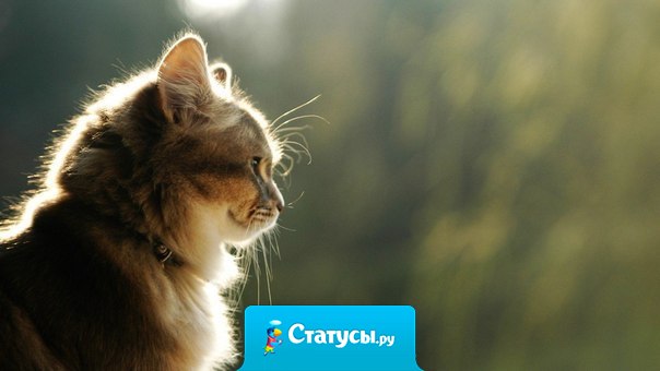 Многие люди похожи на одичавших котов. С виду такие важные, независимые и грозные, но всегда мурлычут, радуясь тому, что кто-то отважился их приласкать.