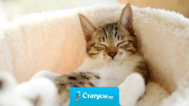 Тишина — это лучший друг. Проверенный. Ей от тебя ничего не нужно. Она просто сидит рядом и не мешает.