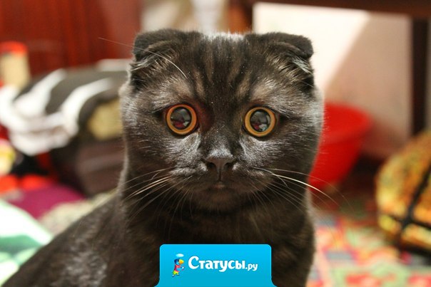 В вашем доме нет кота? Кого ж вы любите тогда?