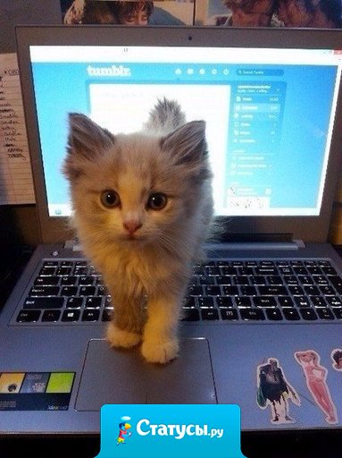 Ну я ведь лучше, чем интернет...