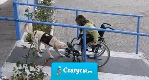 Если кто-то спросит, почему собака лучший друг человека, я покажу ему это фото.