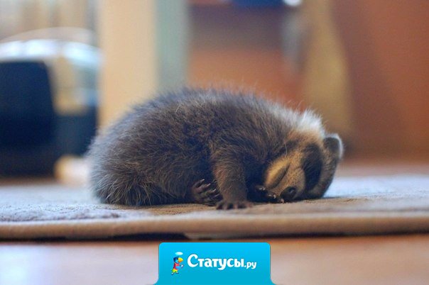 Сегодня я — маленький уставший енот.