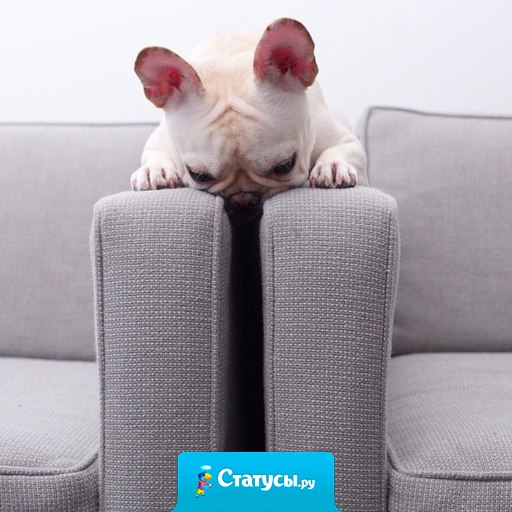 Бедняжка, не может мячик достать...