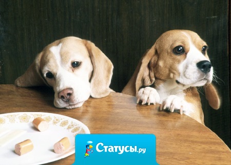 Варю собаке суп из куриных голов... Варю и думаю :