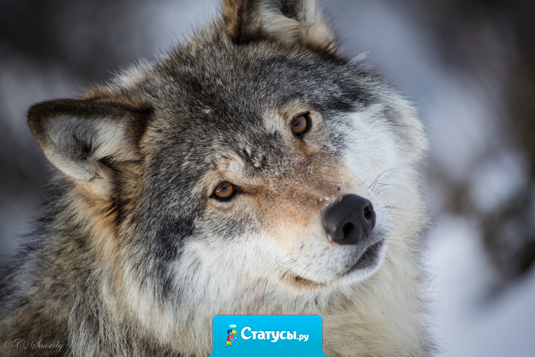 Единственное, что мы делаем безупречно - это ошибаемся в людях.