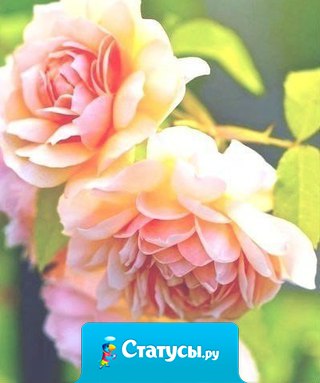 Нежность - лучшее проявление любви, чем самые страстные клятвы...