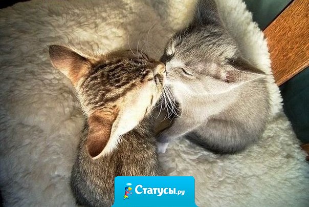 Целуйте любимых чаще!