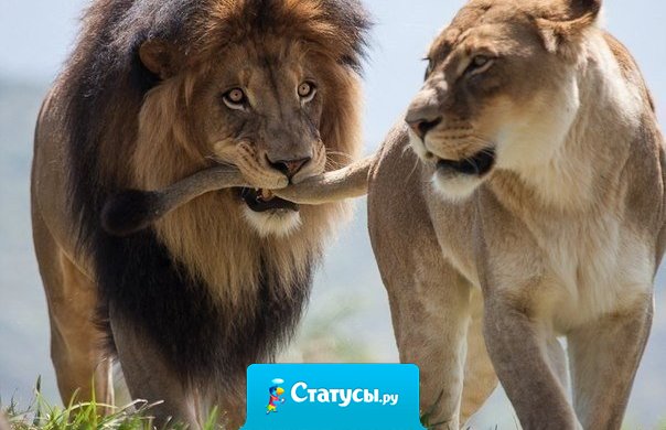 Слышь ты, львица светская! Какой там клуб ночной?! Ты замужем!