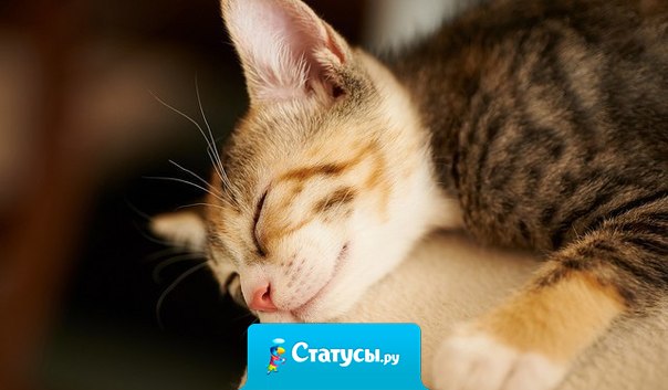 Кошки — они другие. Кошка не меняет отношение к человеку, даже если это в ее интересах. Кошка не может лицемерить. Если кошка любит тебя, ты это знаешь. Если не любит — тоже знаешь.