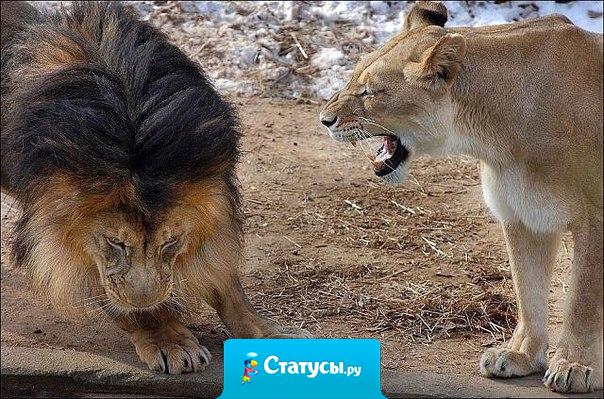 Это там... за порогом, ты - царь зверей!!! А здесь - не рычи, когда жена говорит...