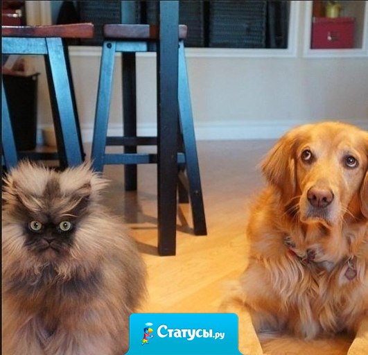 Хозяин, с котом опять что-то не так.