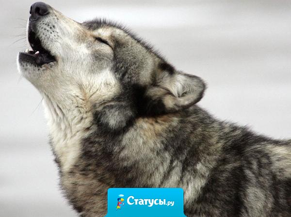 Я люблю одиночество. Ну или я убедил себя, что мне так лучше.