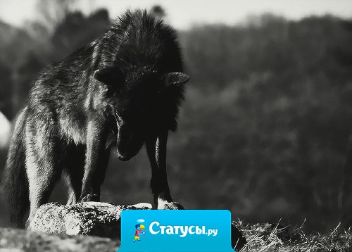 Никого не любить - это величайший дар, делающий тебя непобедимым, т.к. никого не любя, ты лишаешься самой страшной боли.