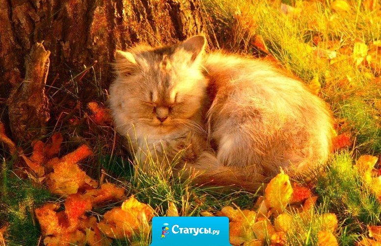 К сырости осенней вовсе не готов. Не сварил глинтвейна, не купил котов.