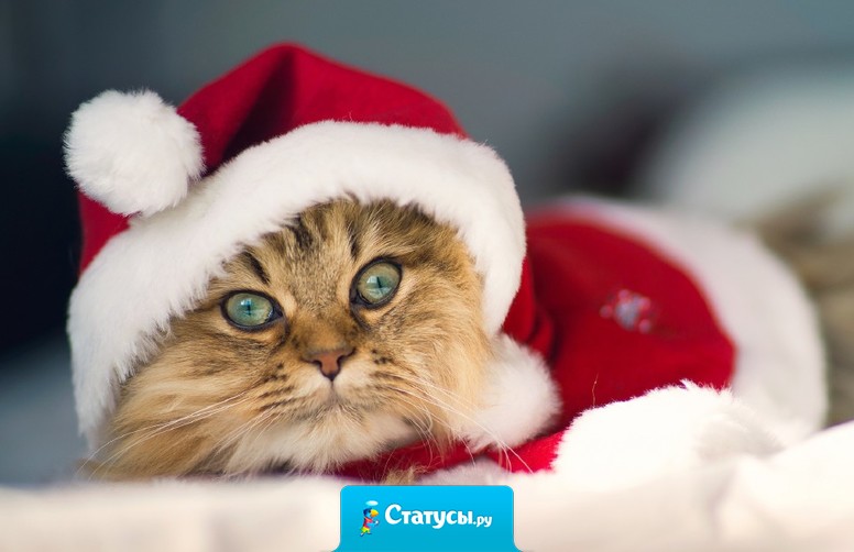 Встретил Новый год со своим любимым котом. Он жрал 