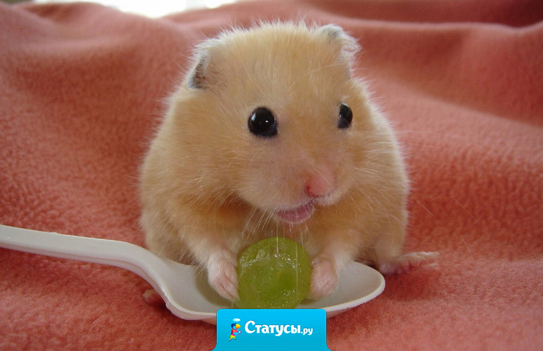 Женщины любят мужчин, мужчины любят детей а дети любят хомячков, и только хомячки никого не любят!!!