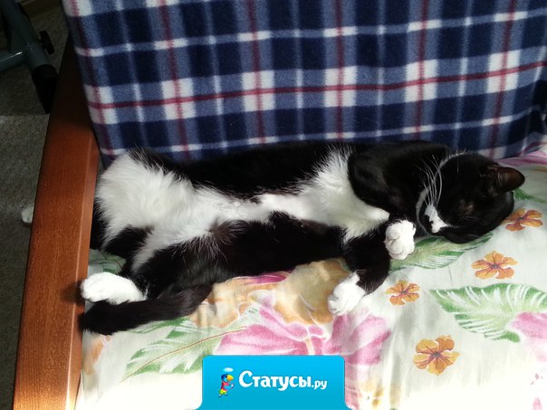 Хорошо быть кошкой. Не надо вставать по утрам и идти зарабатывать на корм...