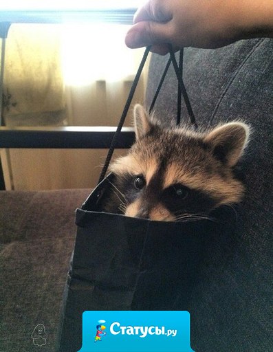 Однажды я приду домой и скажу: 