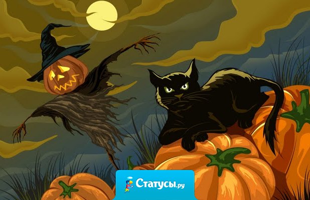 Хеллоуинский ужас - черный кот разбивает зеркало пустым ведром .