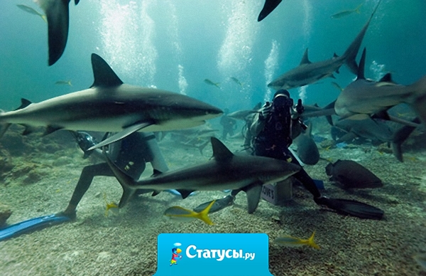 Египетские акулы видели многое. Но русских со словами 
