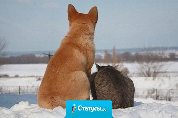 Дружба - умение молчать вдвоём.