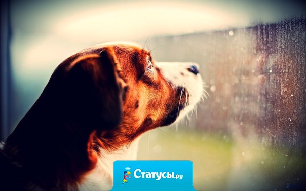 Так мало времени отпущено природой нашим любимцам, и большую его часть они ждут, когда мы вернемся домой.