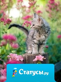 Со счастьем дело обстоит так же, как и с часами: чем проще механизм, тем реже он портится.