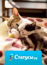 Я без тебя не мур.