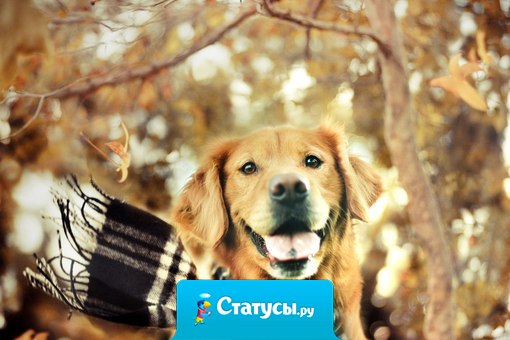 Осень - это не время грустить! Осень - это время носить шарфики!